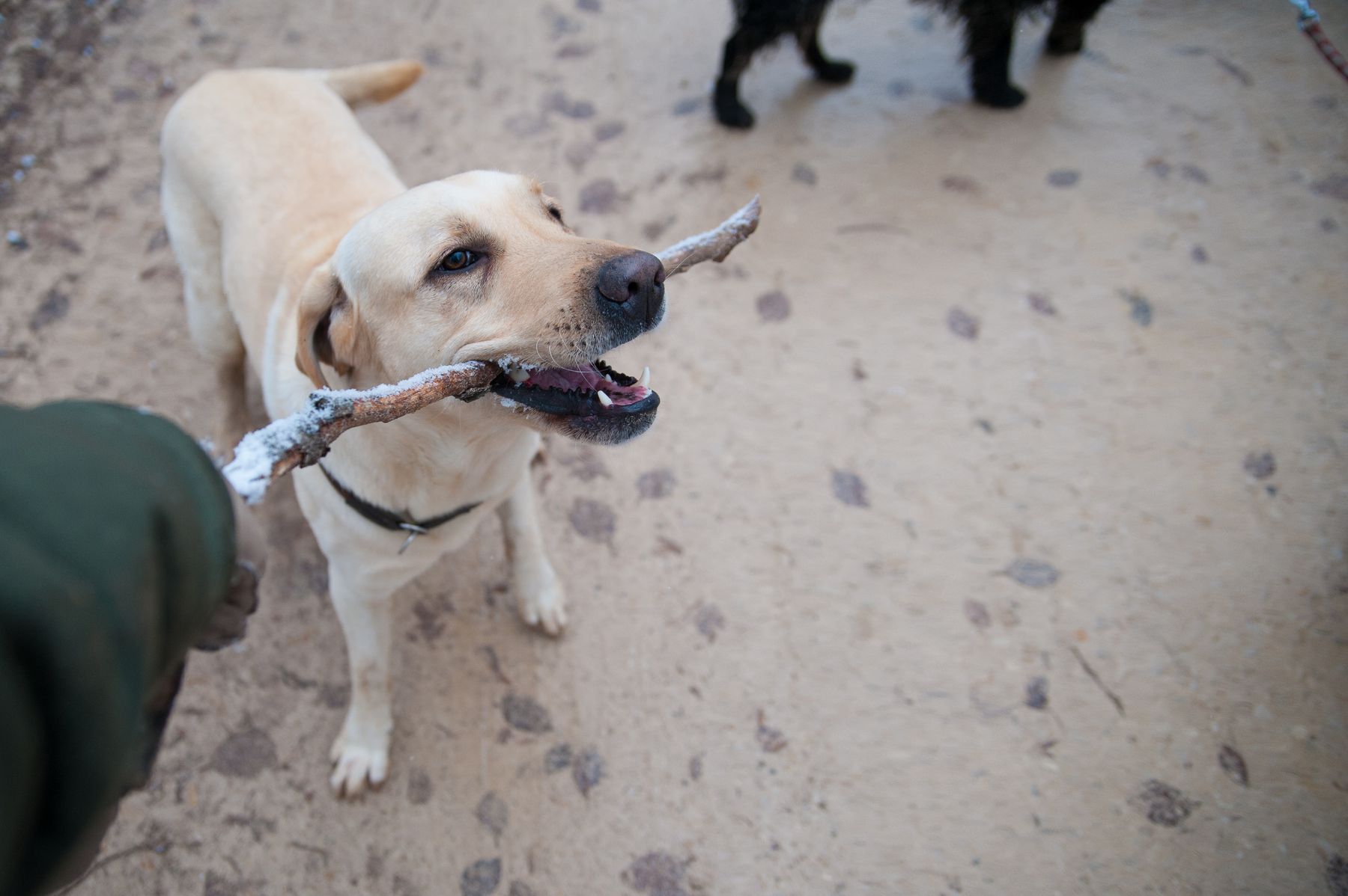 A dog engaging attentively with its handler